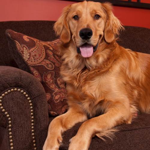 Furniture Upholstery for Pet Owners