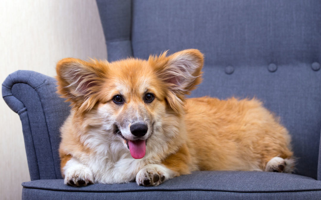 Pets on Furniture Upholstery Choices